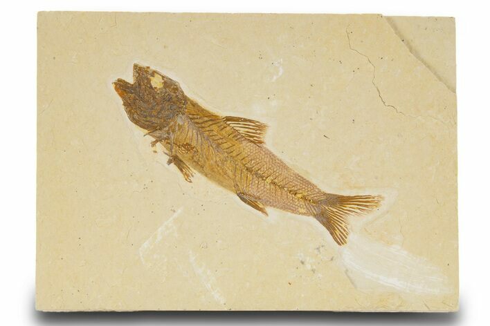 Fossil Fish (Amphiplaga) - Uncommon Species #333736